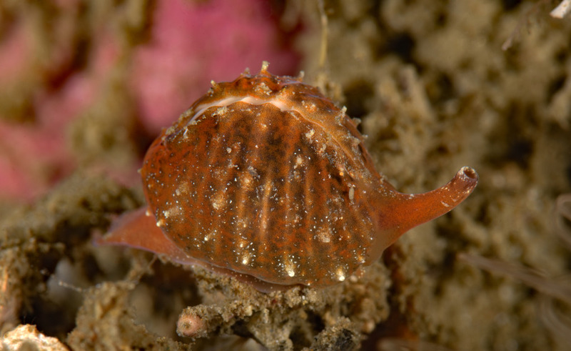 Trivia%20californiana_zpsv9oamm58.jpg Trivia%20californiana_zpsv9oamm58.jpg