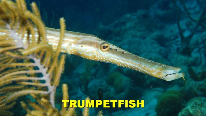 Trumpetfish.jpg