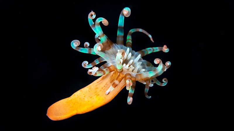 tube-anemone-1536x864.jpg