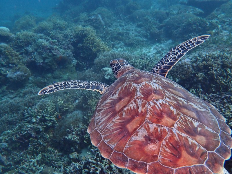 TURTLE BACK DOLJO.jpg