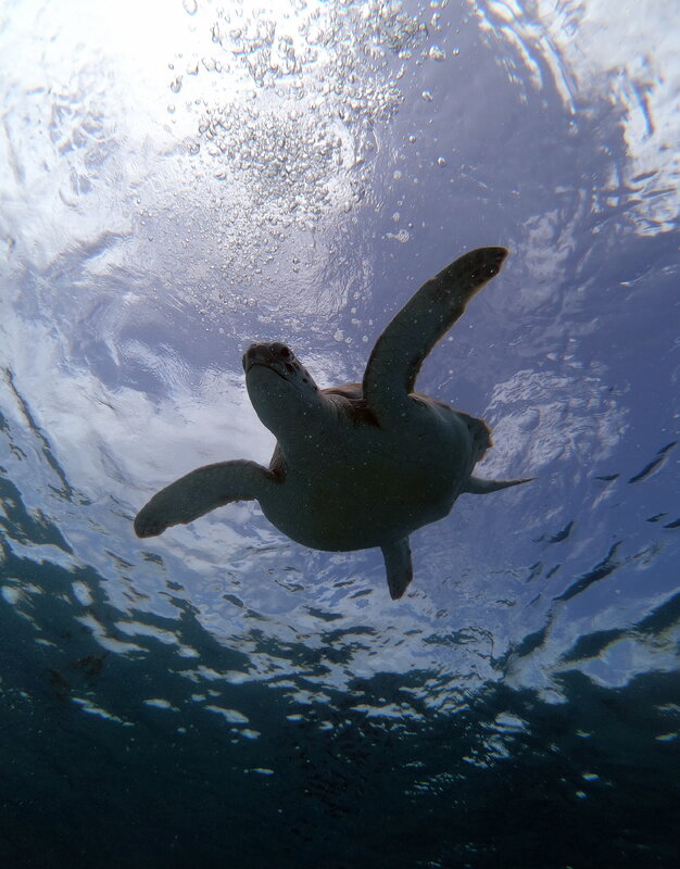 turtle diving down.JPG