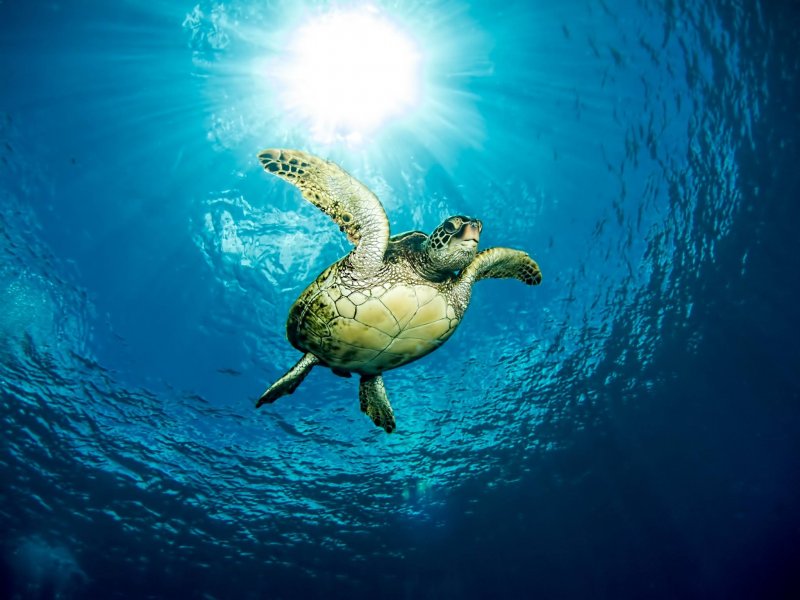 Turtle.jpg