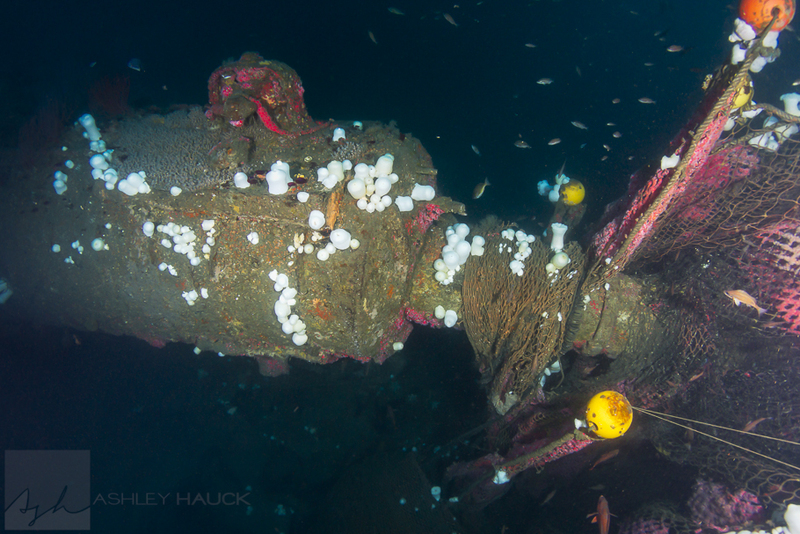 UB88-submarine-wreck-dive-california-14.jpg