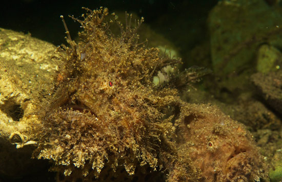 Underwater-photoghraphy-for-taking-frogfish-best-angle.jpg