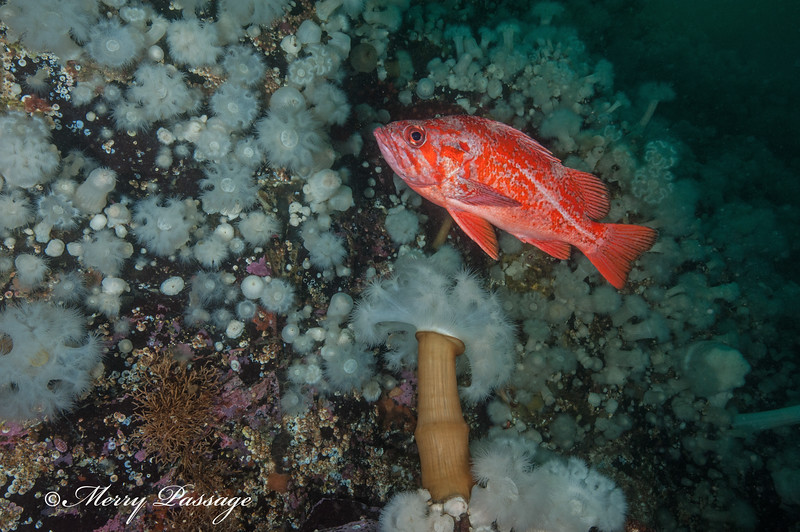 Vermilion%20rockfish2_DSC0041-L.jpg Vermilion%20rockfish2_DSC0041-L.jpg