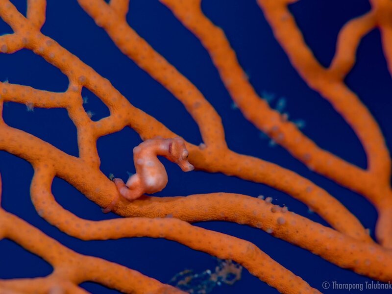 VLpygmyseahorse.jpeg