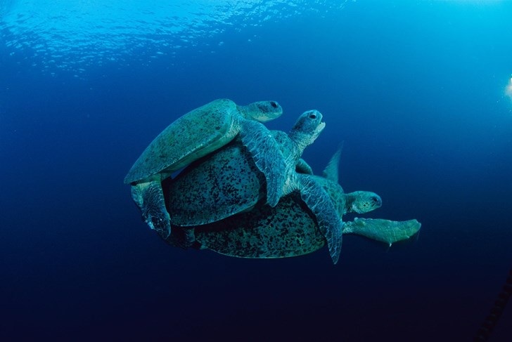 waq-ocean-sex-turtle.adapt.1900.1.jpg