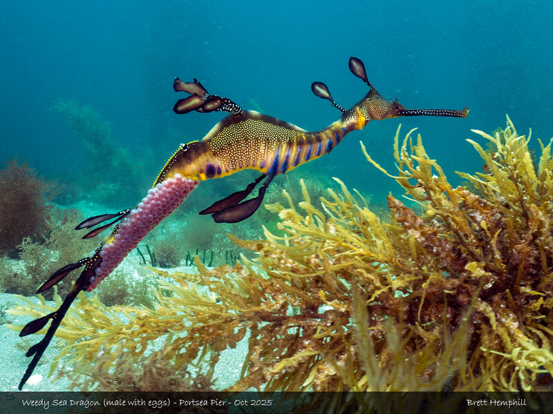 weedy-sea-dragon-male-eggs-2.jpg