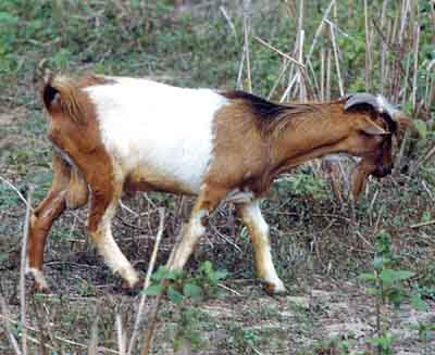 West-African-Dwarf-Goat.jpg