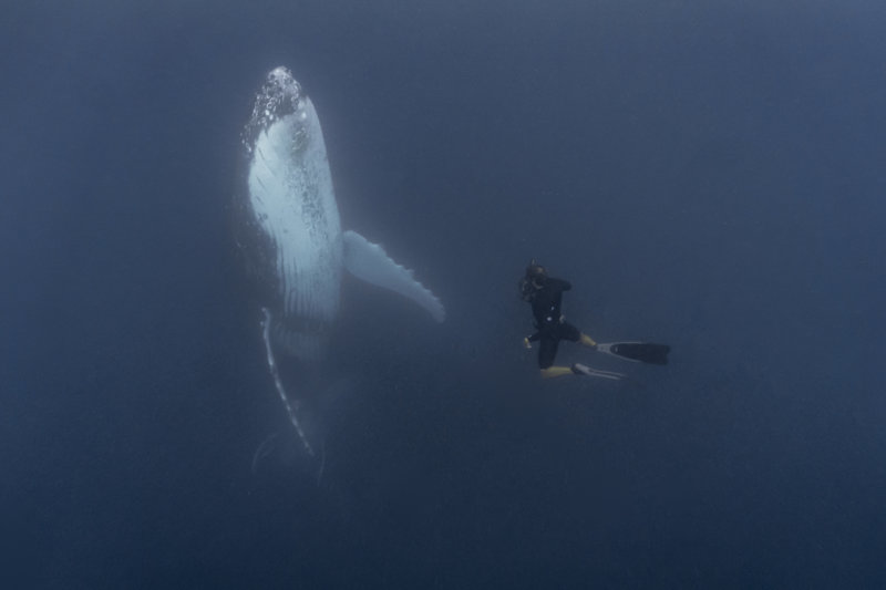 Whale Hunt-96.jpg