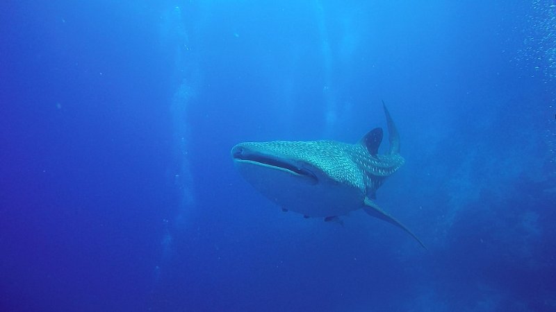 WHALE SHARK 01 JUNE CDC 2019.jpg