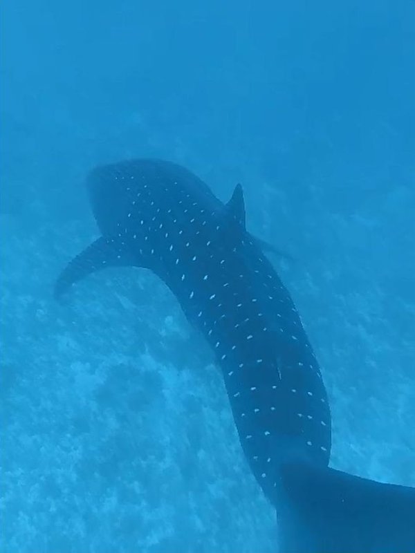 WHALE SHARK FARIKEDE DIVE SITE.jpg