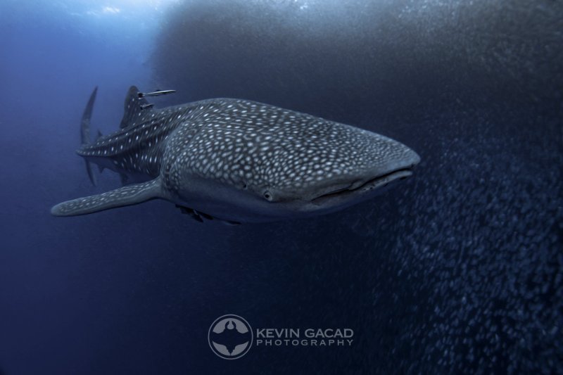 WHALE SHARK MOALBOAL.jpg