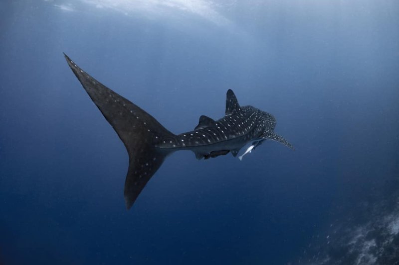 WHALE SHARK MOALBOAL MAY 2019.jpg