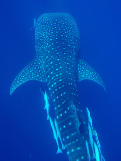 whale-shark-ningaloo.jpg
