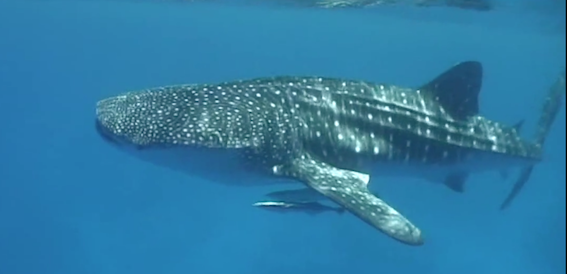 Whale shark .png