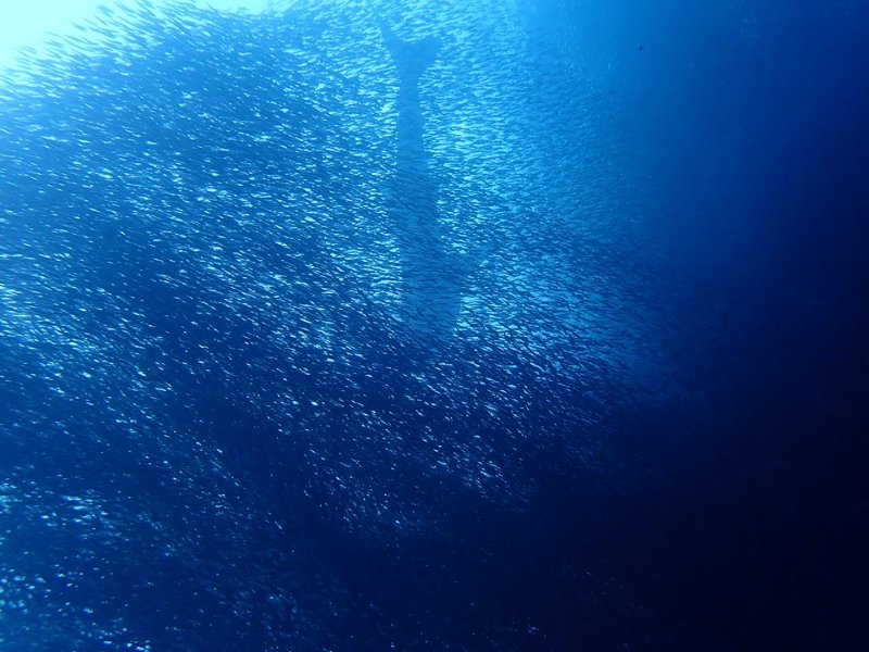 WHALE SHARK SARDINE RUN.jpg