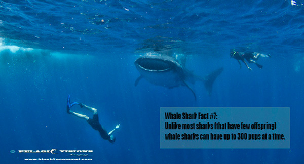 whalesharkfunfact#7.jpg
