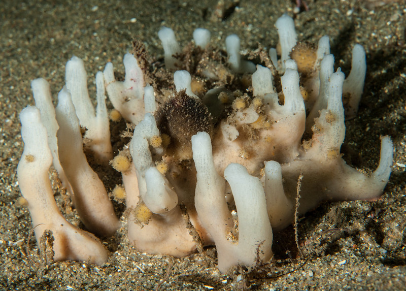 White%20sponge%20with%20puffballs_DSC6139-XL.jpg White%20sponge%20with%20puffballs_DSC6139-XL.jpg