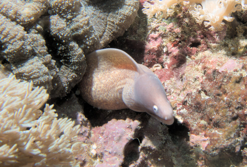 white eye eel.jpg