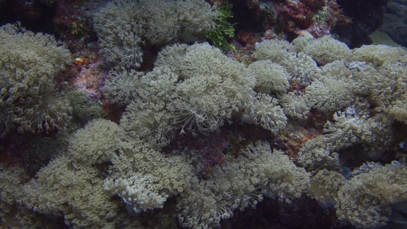 White feathery coral.jpg
