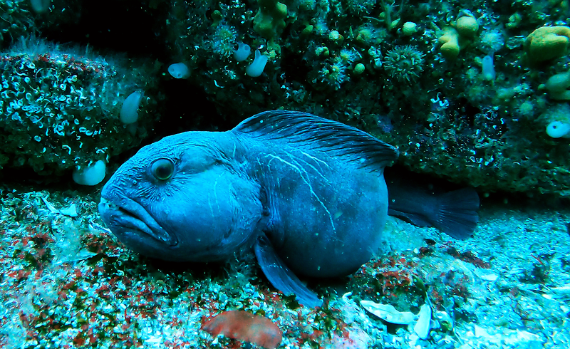 wolffish2.png