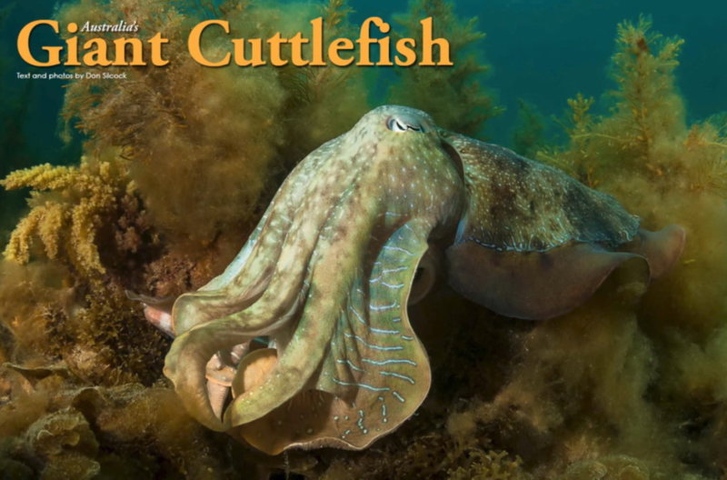 XR82_Giant Cuttlefish_Cover.jpg