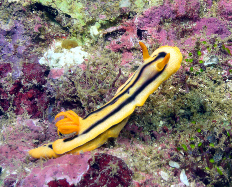 yellow nudi.jpg