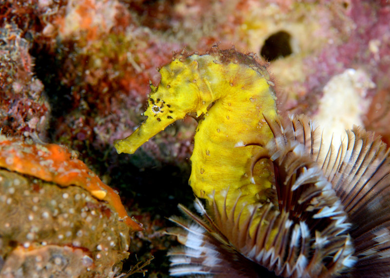 yellow seahorse.jpg