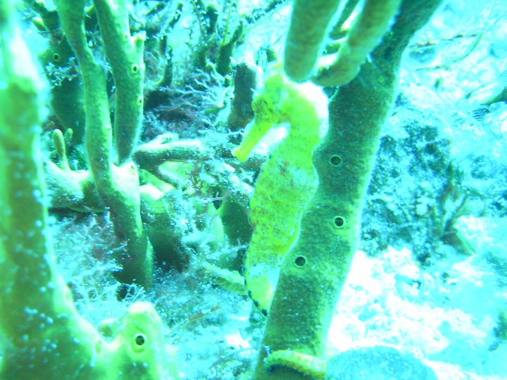 Yellow Seahorse2.jpg