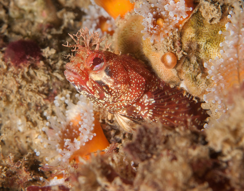 Yellowfin%20fringehead%20DSC_6777-X2.jpg