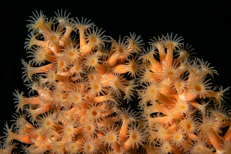 Zoanthid%20DSC_5991%20MP-L.jpg Zoanthid%20DSC_5991%20MP-L.jpg