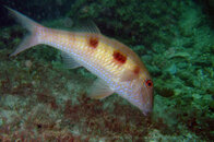 FotoSub_Bombinhas_2006_10x15_002.jpg