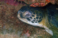 FotoSub_Bombinhas_2006_10x15_008.jpg
