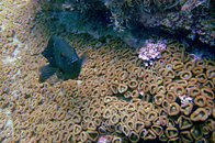 FotoSub_Bombinhas_2006_10x15_041.jpg