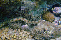 FotoSub_Bombinhas_2006_10x15_005.jpg