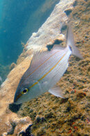FotoSub_Bombinhas_2006_10x15_029.jpg