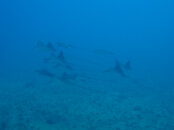 P1260035_original.jpg