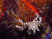 016 Zebra Crab in Urchin VG Contest 1.jpg
