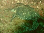 turtlekaui.jpg