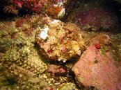 scorpoinfish.jpg