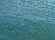 DSC00930.jpg