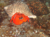 unalaskadiving02.jpg