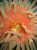 unalaskadiving03.jpg