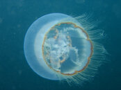 unalaskadiving04.jpg