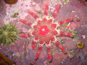unalaskadiving06.jpg