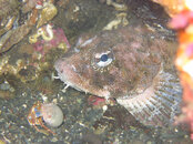 unalaskadiving08.jpg