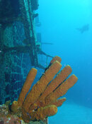 tube-coral-on-tibetts-cb.jpg