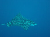 eagle-ray-tarpoon-alley.jpg