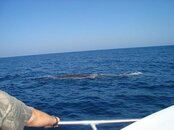 Whale Belize Feb 07.JPG